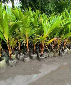 উন্নত জাতের কেরালা খাটো নারিকেল চারা (Dwarf Coconut)